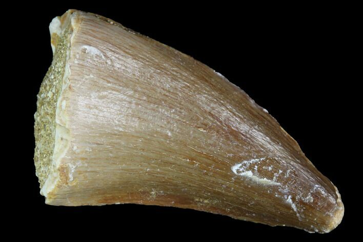 Mosasaur (Prognathodon) Tooth - Morocco #101080